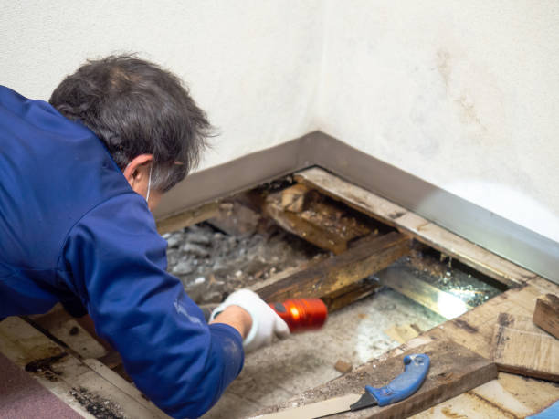 Best Mold Damage Repair  in Plumsteadville, PA