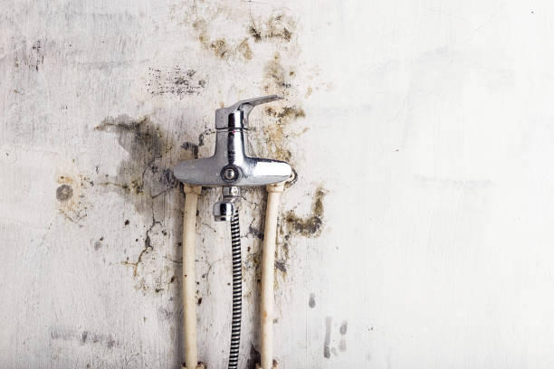 Best Mold Removal and Inspection  in Plumsteadville, PA