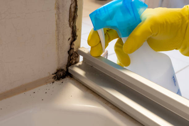 Best Attic Mold Removal  in Plumsteadville, PA