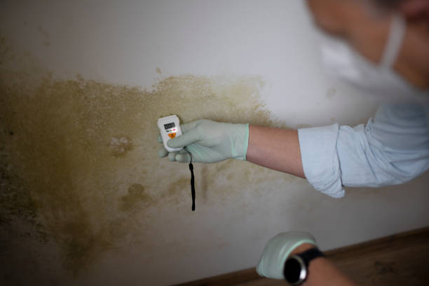 Best Home Mold Removal  in Plumsteadville, PA