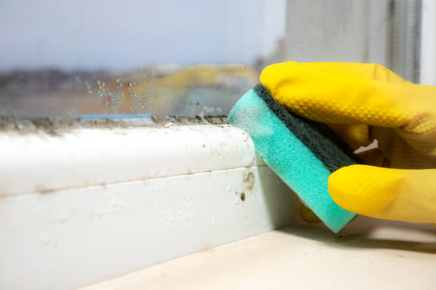 Best Black Mold Removal  in Plumsteadville, PA