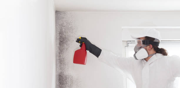 Best Mold Testing and Removal  in Plumsteadville, PA