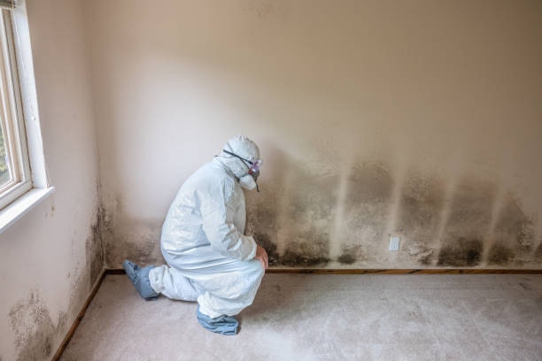 Best Office Mold Removal Services  in Plumsteadville, PA