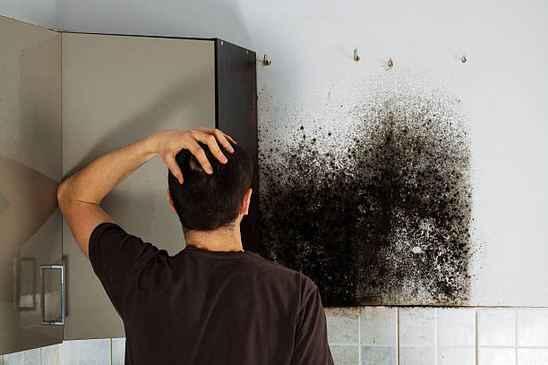 Best Mold Removal Company Near Me  in Plumsteadville, PA