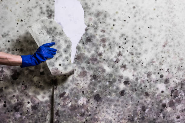 Best Toxic Mold Removal  in Plumsteadville, PA