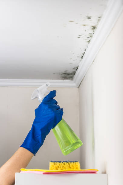 Best Best Mold Removal Companies  in Plumsteadville, PA